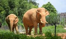 人与动物是朋友