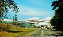 温哥华街头的小鸭子