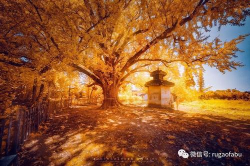 千年银杏树