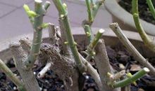 我喜欢的茶叶花