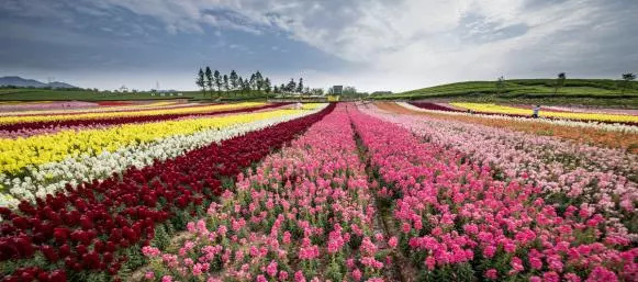 数百万朵花