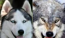 以狼的角度改写狼