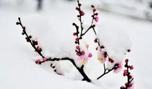 我喜爱梅花