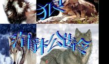 以屠夫的口吻改写狼