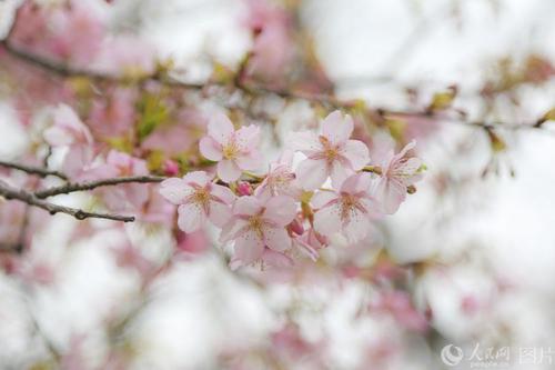 幸福之花静静地绽放
