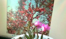 描写蟹爪兰的作文