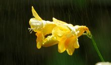 自然中的泪——春雨