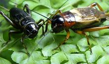 我发现了蟋蟀的秘密