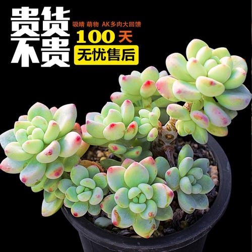 多肉植物的启示