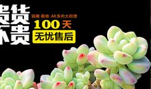 多肉植物的启示