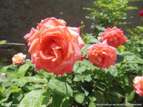 观察月季花
