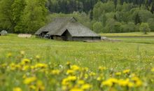 在没有绿色的世界里