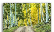 寻找梦中的白杨树