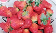 藏在草莓里的爱