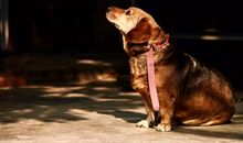 假如我是一条狗