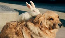 动物们的悄悄话