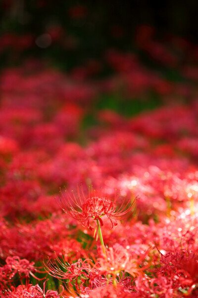 那天，我看到了花