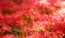 那一天，我看见了繁花