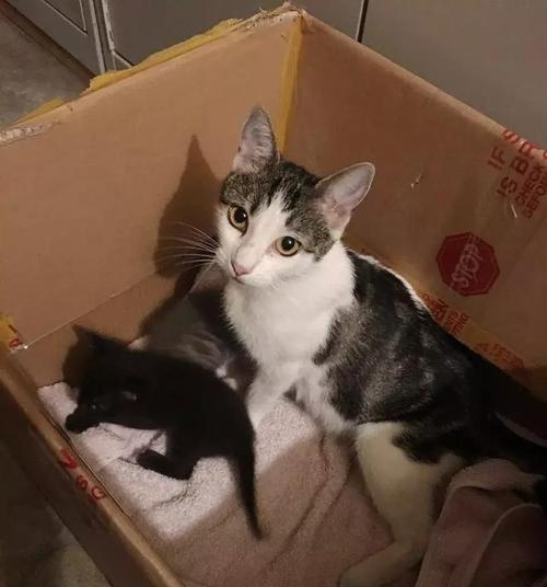 小猫在我家门口