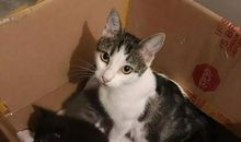 我家门口的小猫