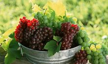 我喜欢吃的葡萄