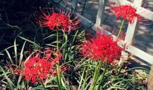 寻找记忆中的那簇花