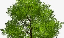 我是大自然中的一员——大树