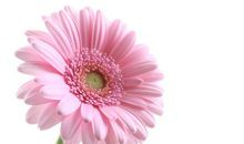 好一朵美丽的菊花