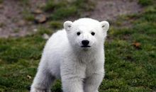 北极熊的自述