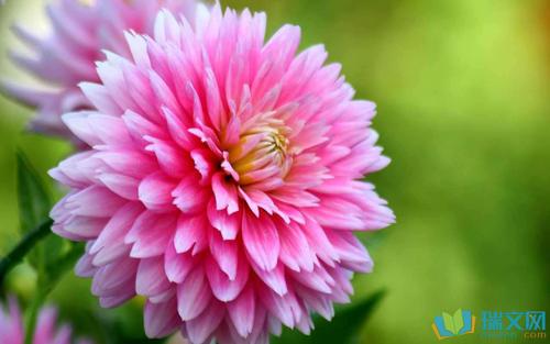 菊花观察