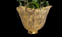 我喜欢的植物蝴蝶兰