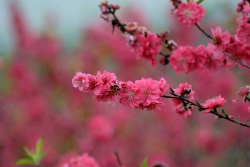 二月桃花开