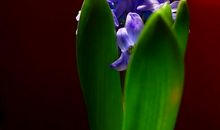 风信子悄然绽放