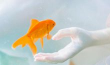 今天我是一只小鱼