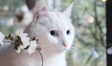 我最喜欢的动物猫