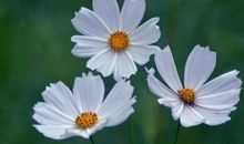 有一种美丽叫坚韧