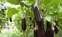 观察茄子生长