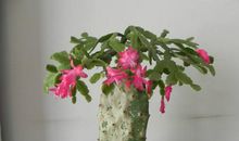 我喜欢的植物蟹爪兰