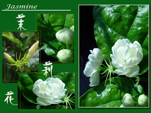 茉莉花上刻着的应许