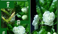 镌刻在茉莉花中的约定