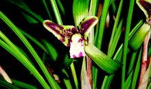 寄托思念的兰草