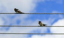 两只小鸟站在电线上