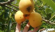 介绍枇杷的作文