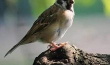 描写麻雀的作文