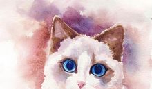 读《八尾猫之猫狭与小王子》有感