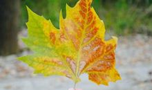 致我们逝去的光阴