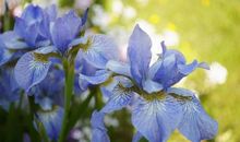 感恩之花悄然绽放