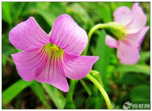 听花