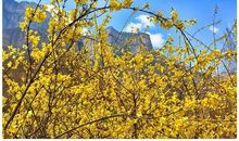 漫山遍野的迎春花