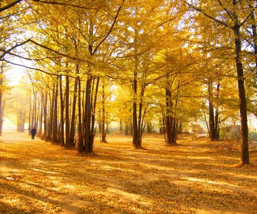 在学校秋天的银杏树